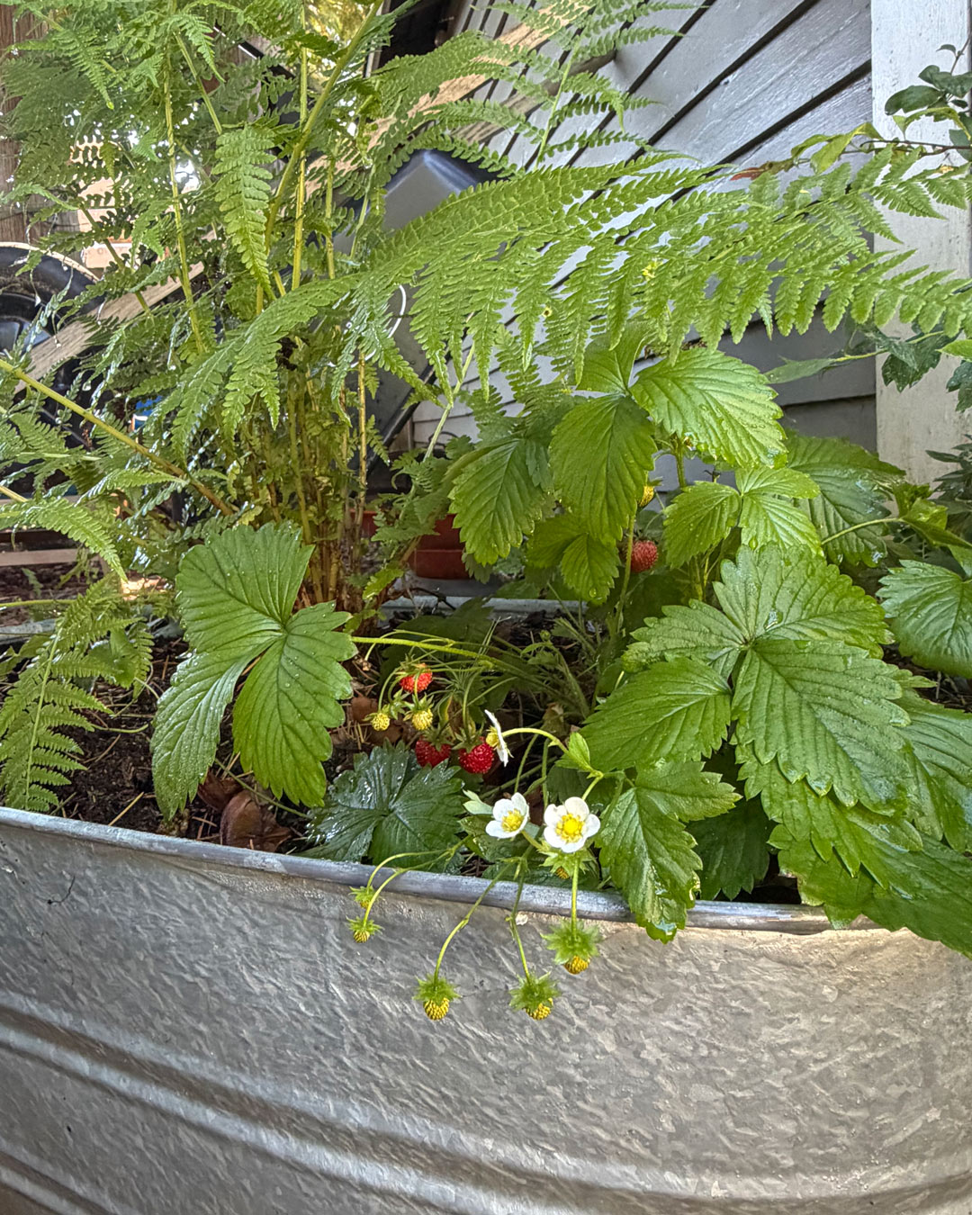 Native lady fern and woodland strawberry growing together in a galvanized container garden, with white blossoms and ripe red berries tucked beneath lush green foliage.