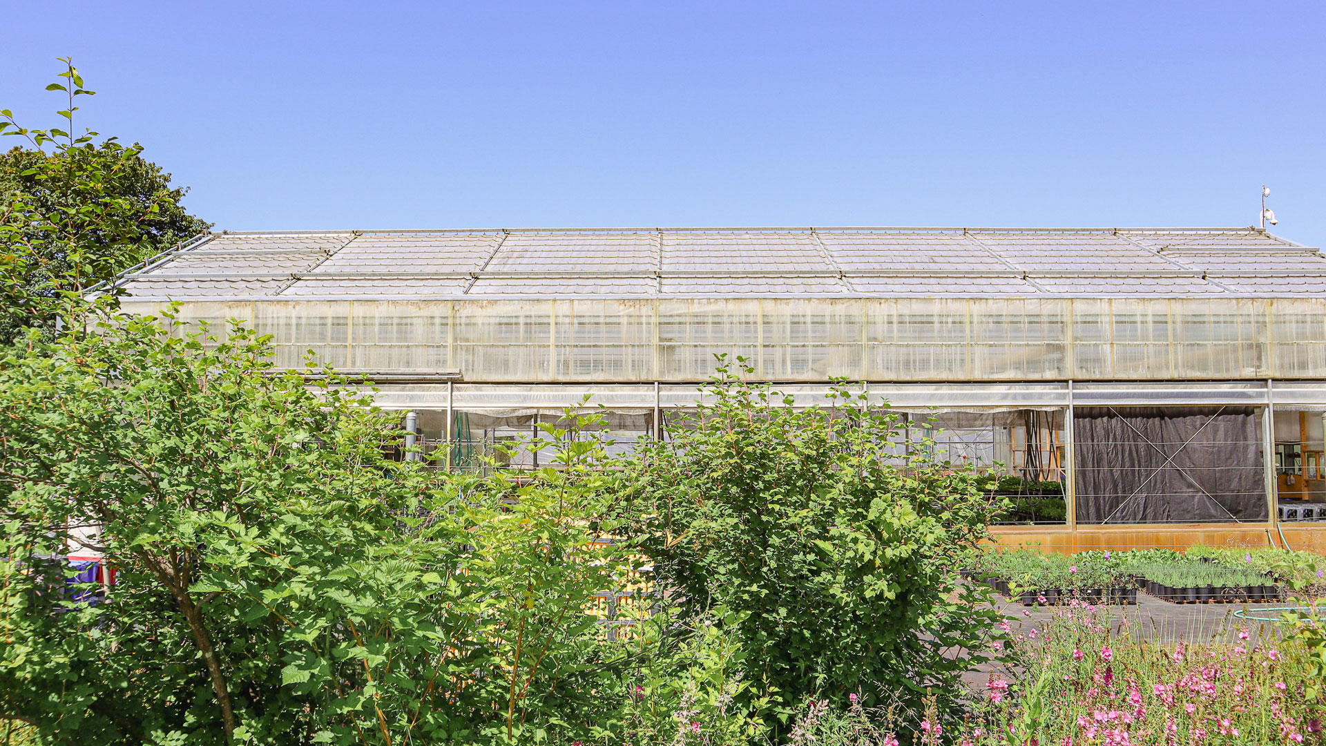 Pollinator habitat strip with native shrubs, trees, and flowering plants growing beside Oxbow's Native Plant Nursery greenhouse.