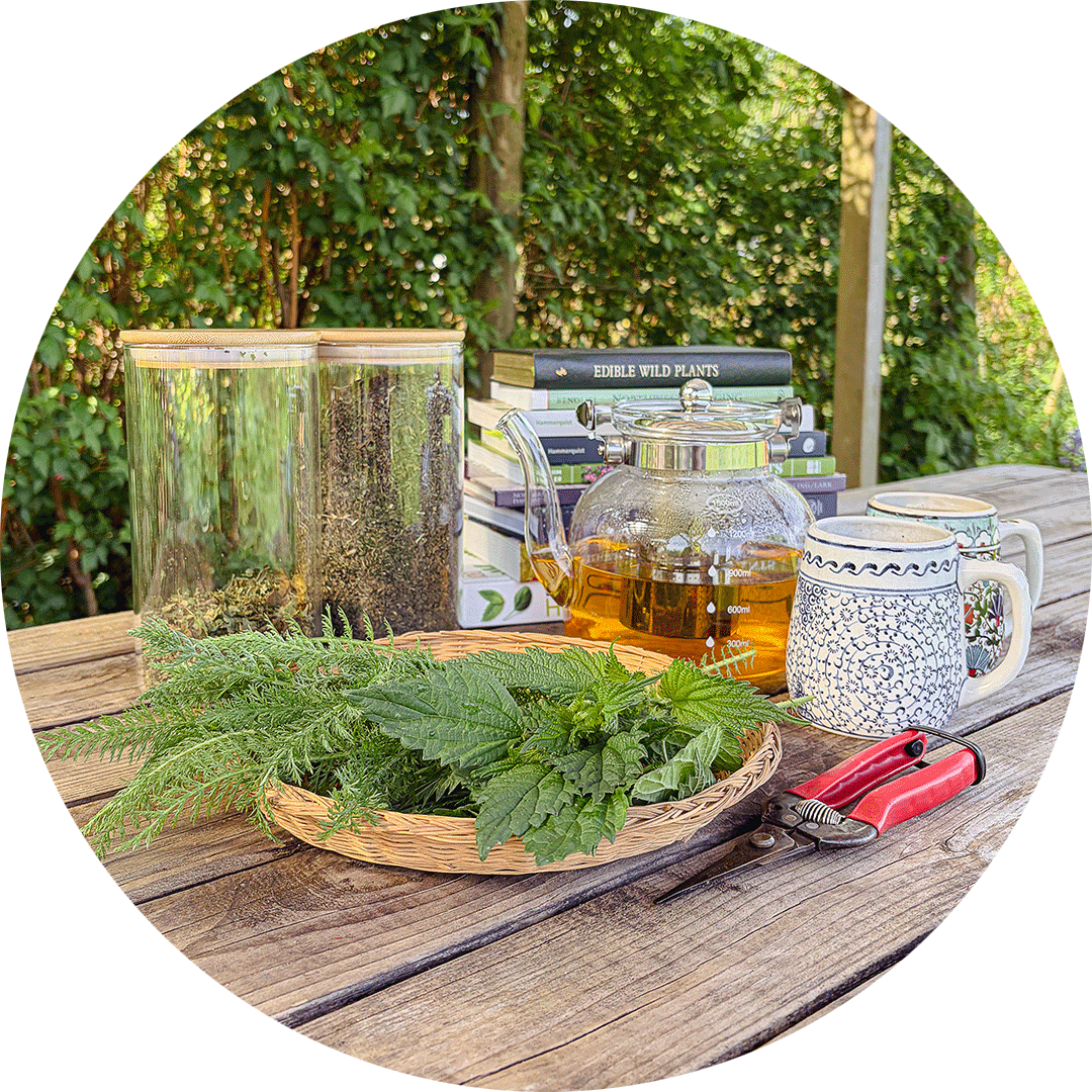Native herbs, herbal tea, and educational materials for a tea tasting at Oxbow's Fall Native Plant Festival.